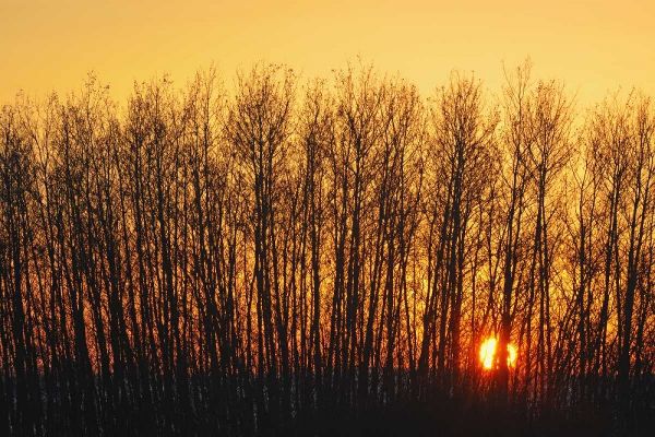 Canada, Melfort Aspen trees at sunset